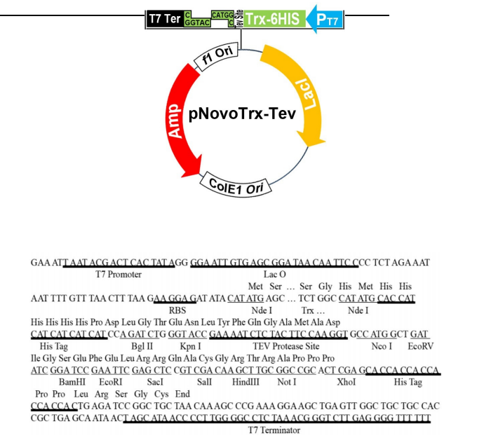 pNovoTrx-TEV 结构图 pNovoTrx-TEV 结构图