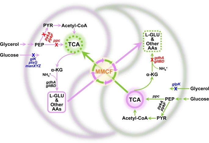 微生物共培养体系