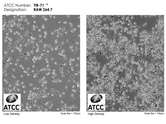 RAW264.7小鼠单核巨噬细胞白血病细胞