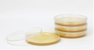 肺炎支原体培养基平板 肺炎支原体培养基平板