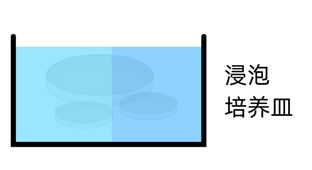 浸泡培养皿
