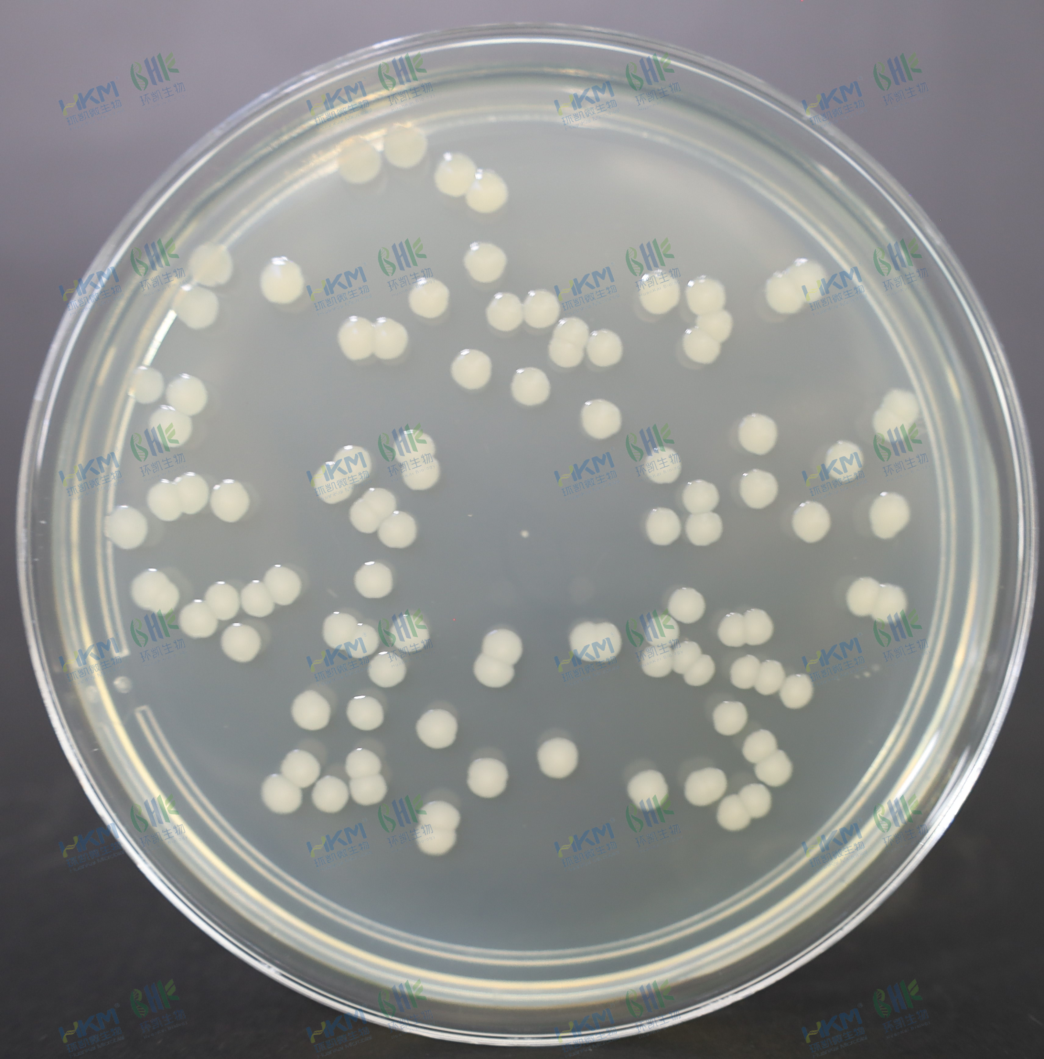 大肠埃希氏菌CMCC（B）44102