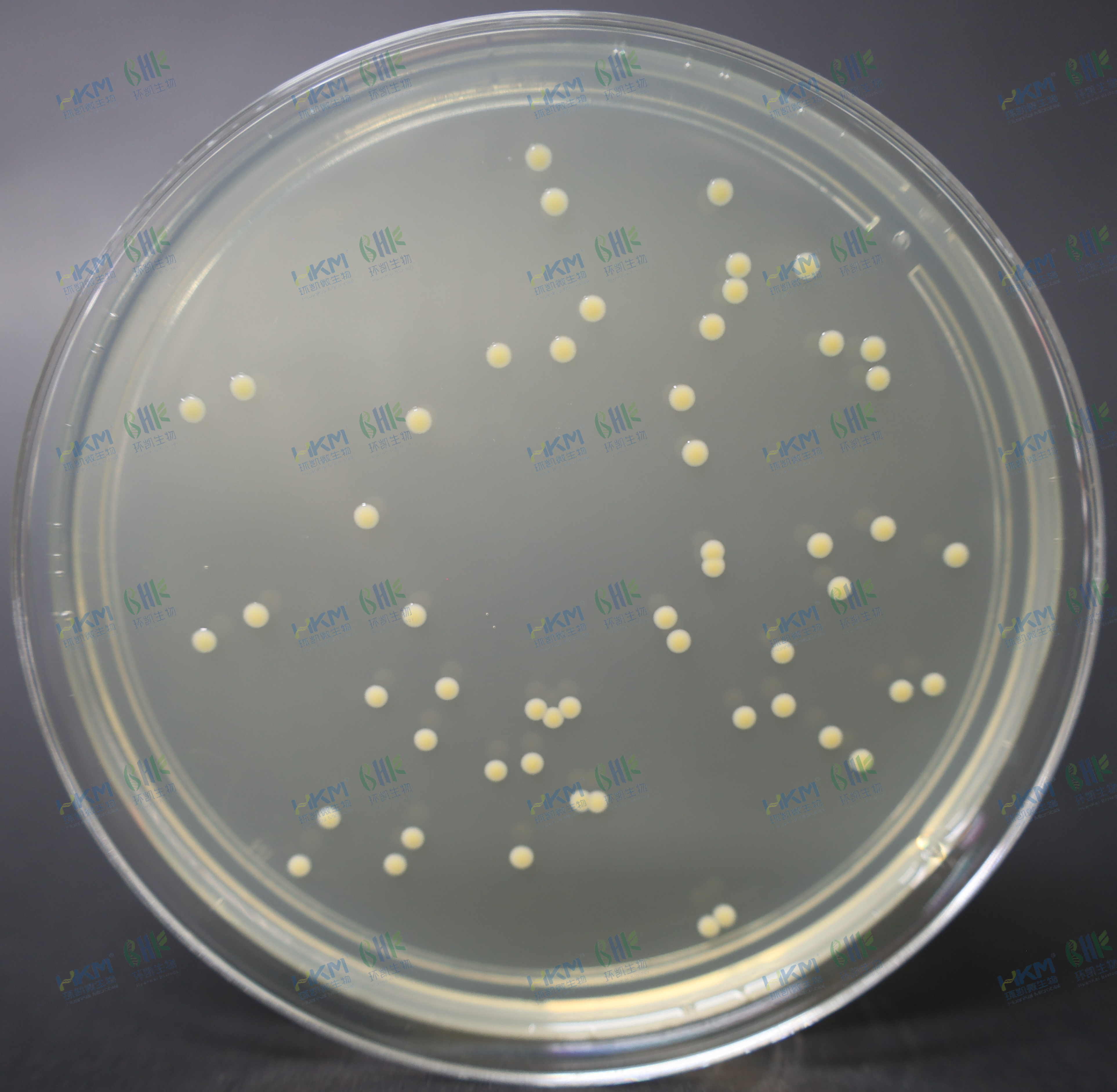 金黄色葡萄球菌CMCC（B）26003