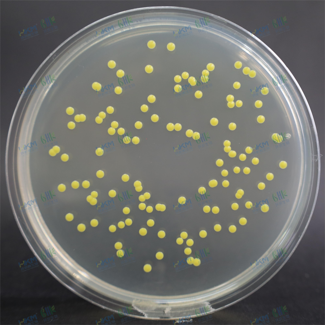 藤黄微球菌CMCC(B)28001