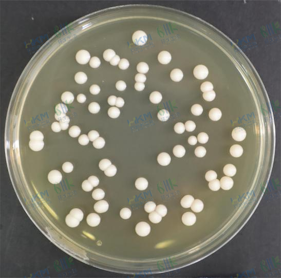 酿酒酵母CMCC(F)98018