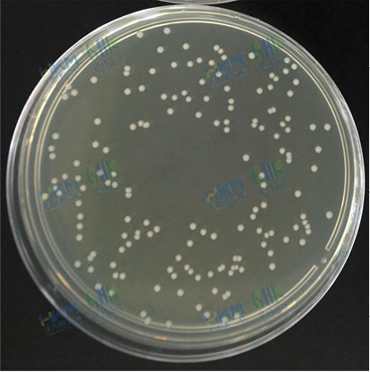 粪肠球菌CMCC(B)32480