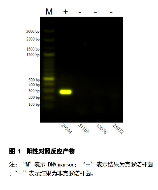 克罗诺杆菌 PCR 检测试剂盒结果判读 克罗诺杆菌 PCR 检测试剂盒结果判读