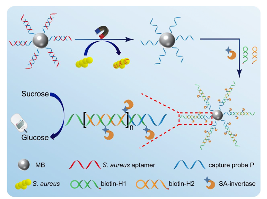 基于HCR策略的PGM便携式金黄色葡萄球菌检测原理示意图