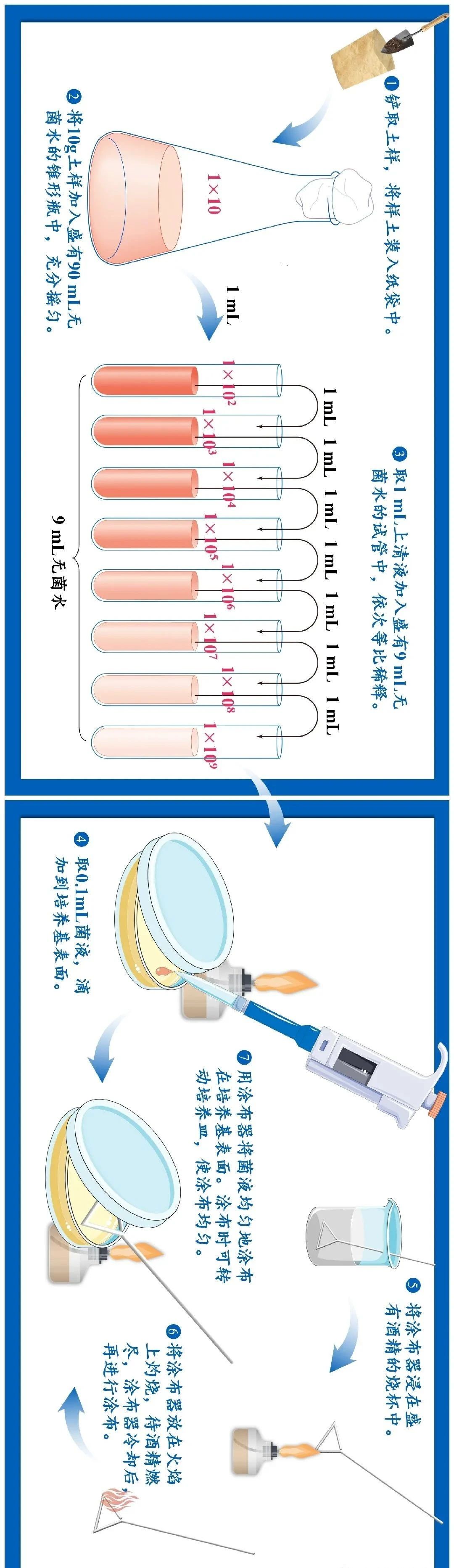 稀释涂布平板法操作示意图