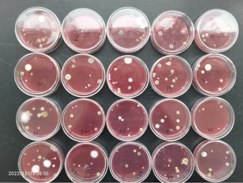 孟加拉红培养基监控霉菌/酵母菌空气沉降效果图