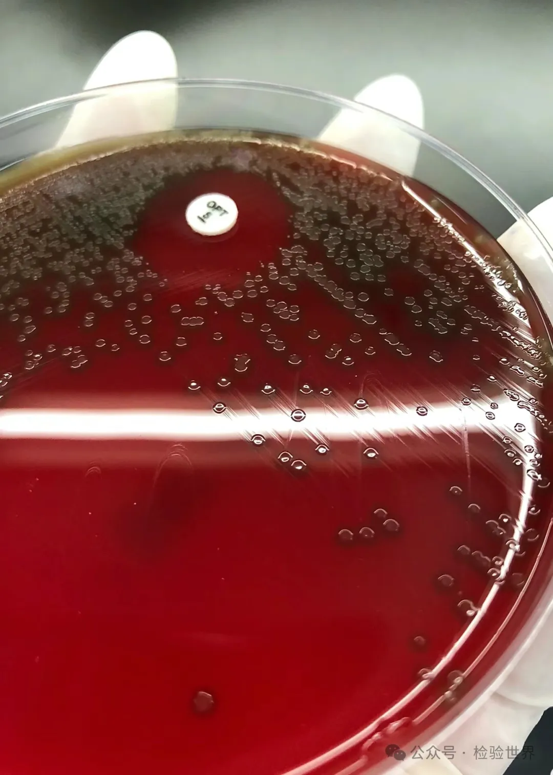 肺炎链球菌生化反应