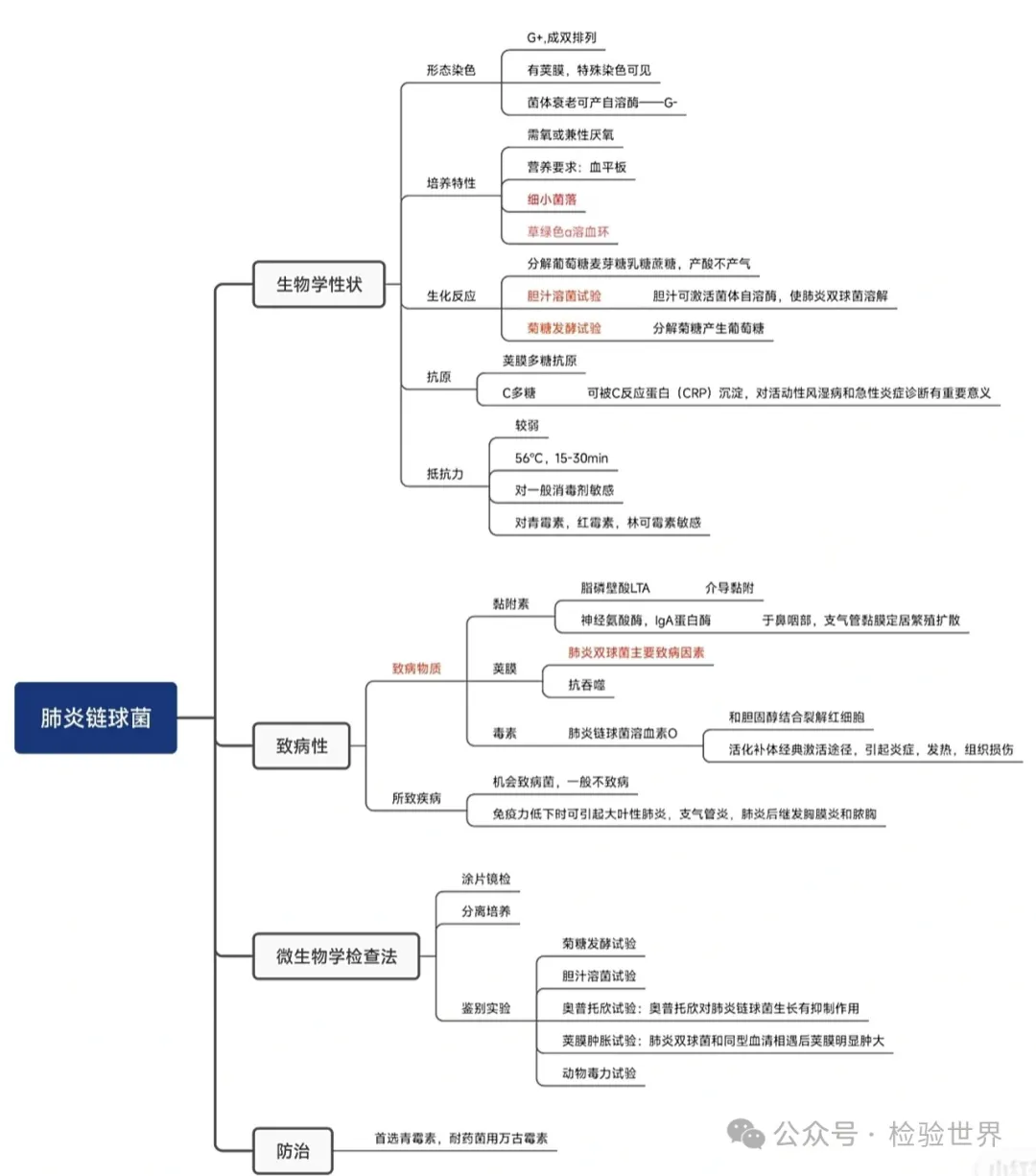 肺炎链球菌树桩介绍