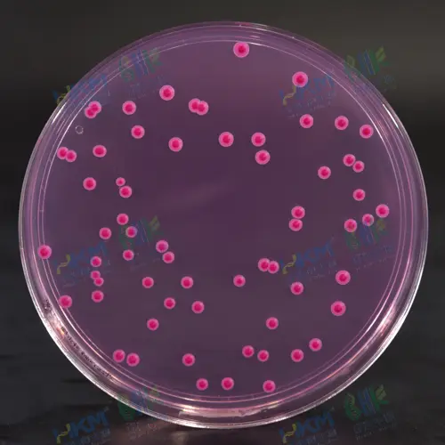 孟加拉红培养基：红色菌落