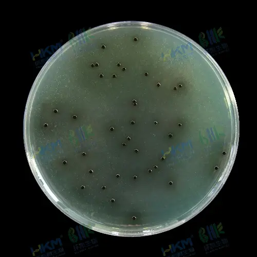 亚硫酸铋琼脂（BS）