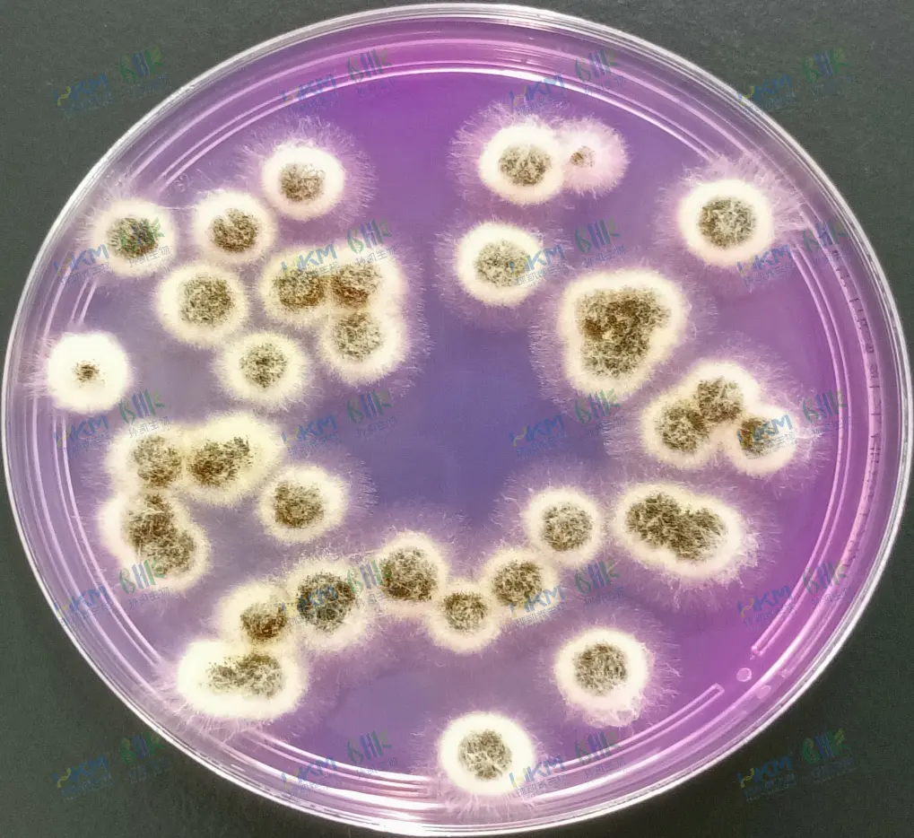 孟加拉红培养基