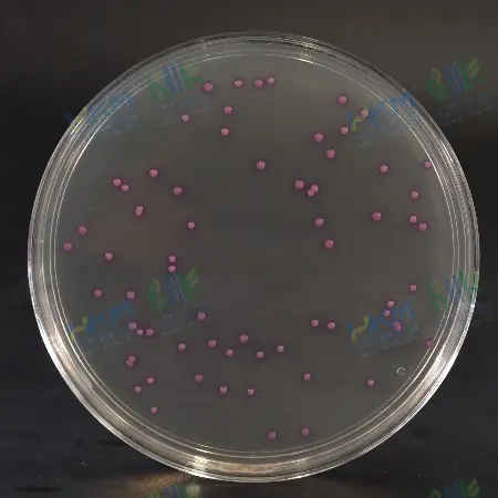 金黄色葡萄球菌显色培养基