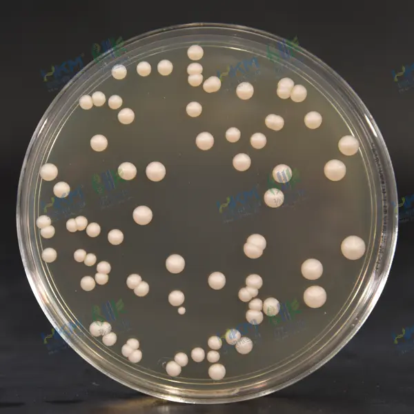 铃薯葡萄糖琼脂