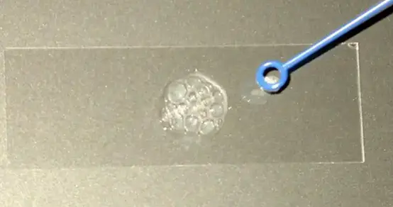 过氧化氢酶试验（触酶试验）