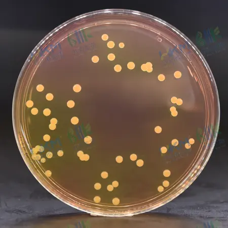 甘露醇高盐琼脂