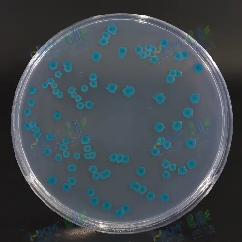 大肠杆菌显色培养基