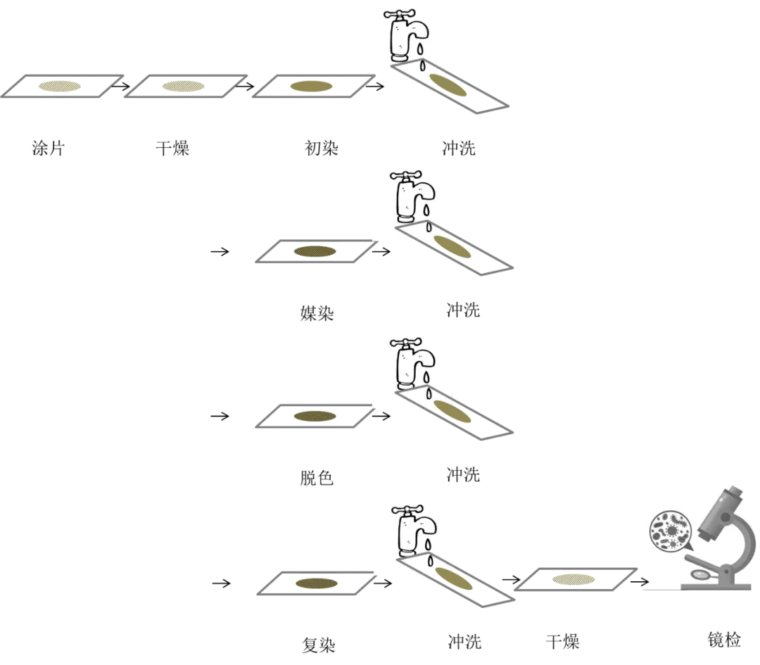 革兰氏染色法实验步骤