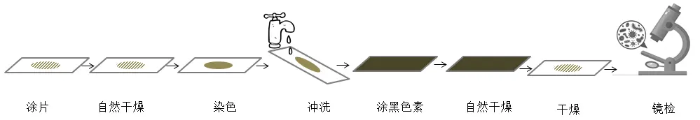 荚膜染色法实验步骤