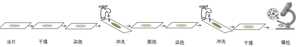抗酸性染色法实验步骤