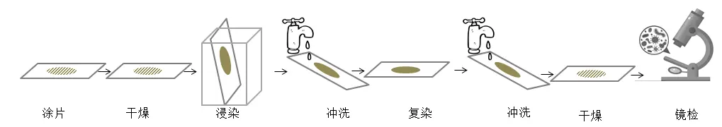 芽孢染色法实验步骤