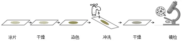 单染色法实验步骤