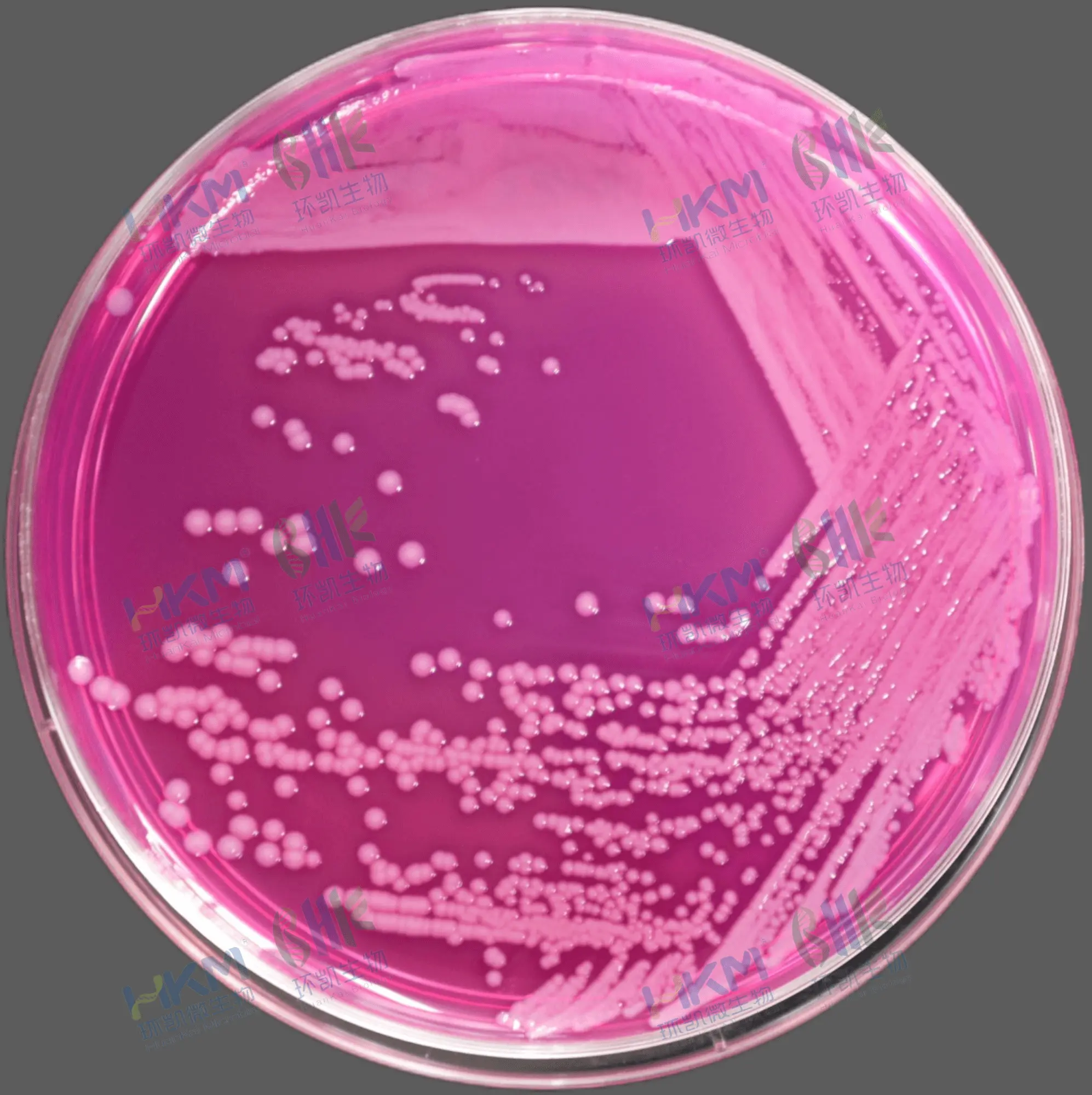 神秘伯克霍尔德菌 CMCC(B) 23010