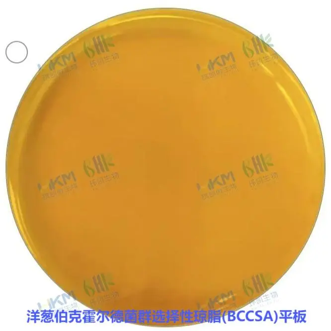 洋葱伯克霍尔德菌群选择性琼脂(BCCSA)平板