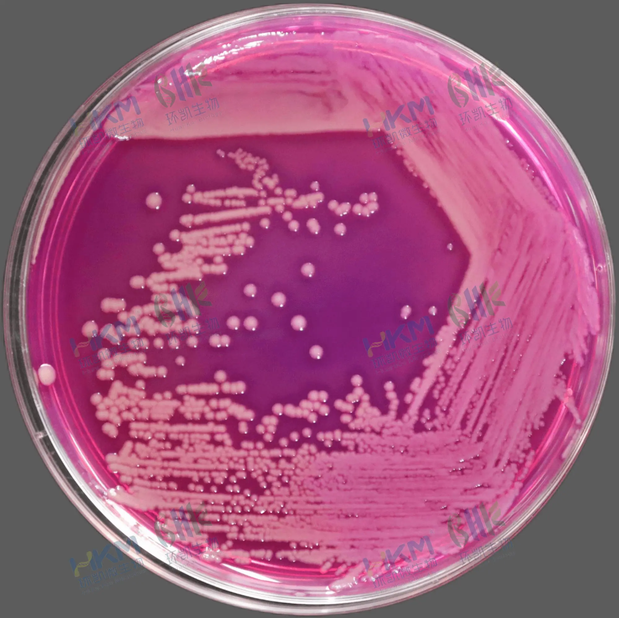 新洋葱伯克霍尔德菌 CMCC(B) 23006
