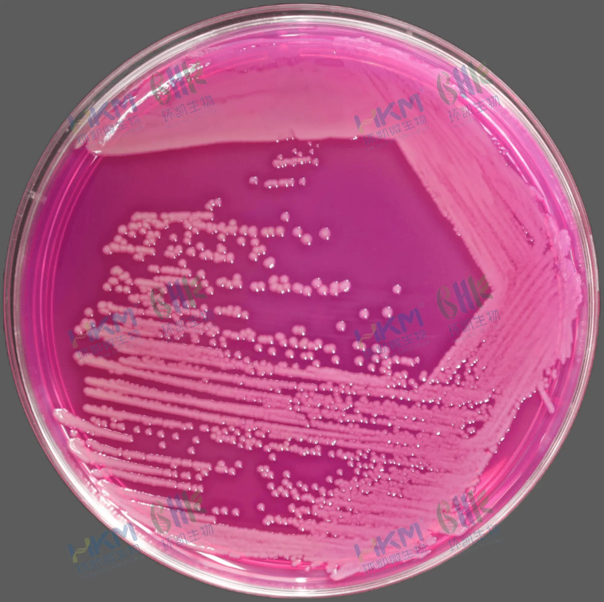 洋葱伯克霍尔德菌 CMCC(B) 23005