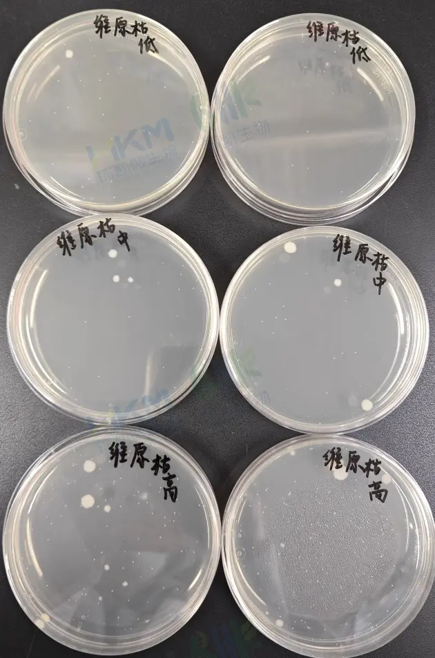 PCA — 枯草芽孢杆菌ATCC6633 PCA — 枯草芽孢杆菌ATCC6633