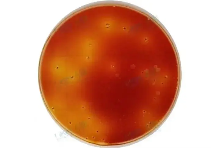 HP002大肠菌群测试片结果判读