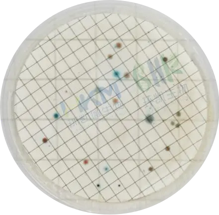 滤膜法培养24±2h后 滤膜法培养24±2h后