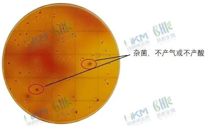 阳性菌与背景菌落区分明显 阳性菌与背景菌落区分明显