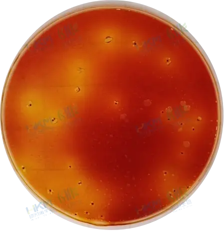 阳性菌,产酸产气特征明显 阳性菌,产酸产气特征明显