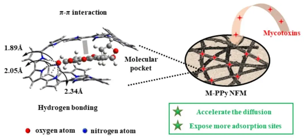以 AFB₁为例，展示 M-PPy NFM 与霉菌毒素间氢键和 π-π 相互作用等吸附机制