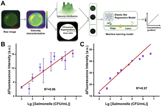 基于机器视觉的AFPAM生物传感器PS微球信号读出系统