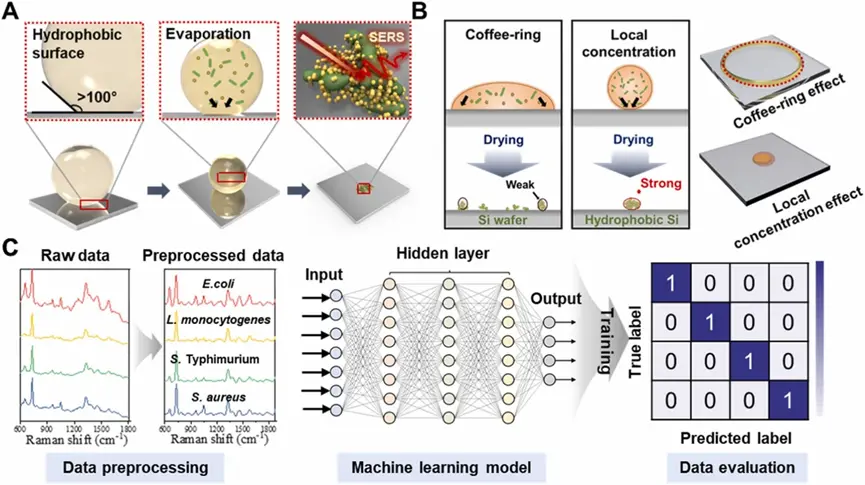 使用疏水SERS平台进行细菌检测的无标签SERS分析