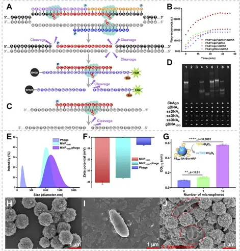AFPAM生物传感器中CbAgo靶向切割特性验证图及纳米颗粒表征