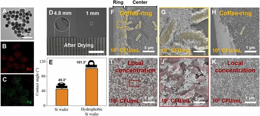 细菌和等离子体粒子混合物在正常和疏水硅衬底上的分布及PNs的表征