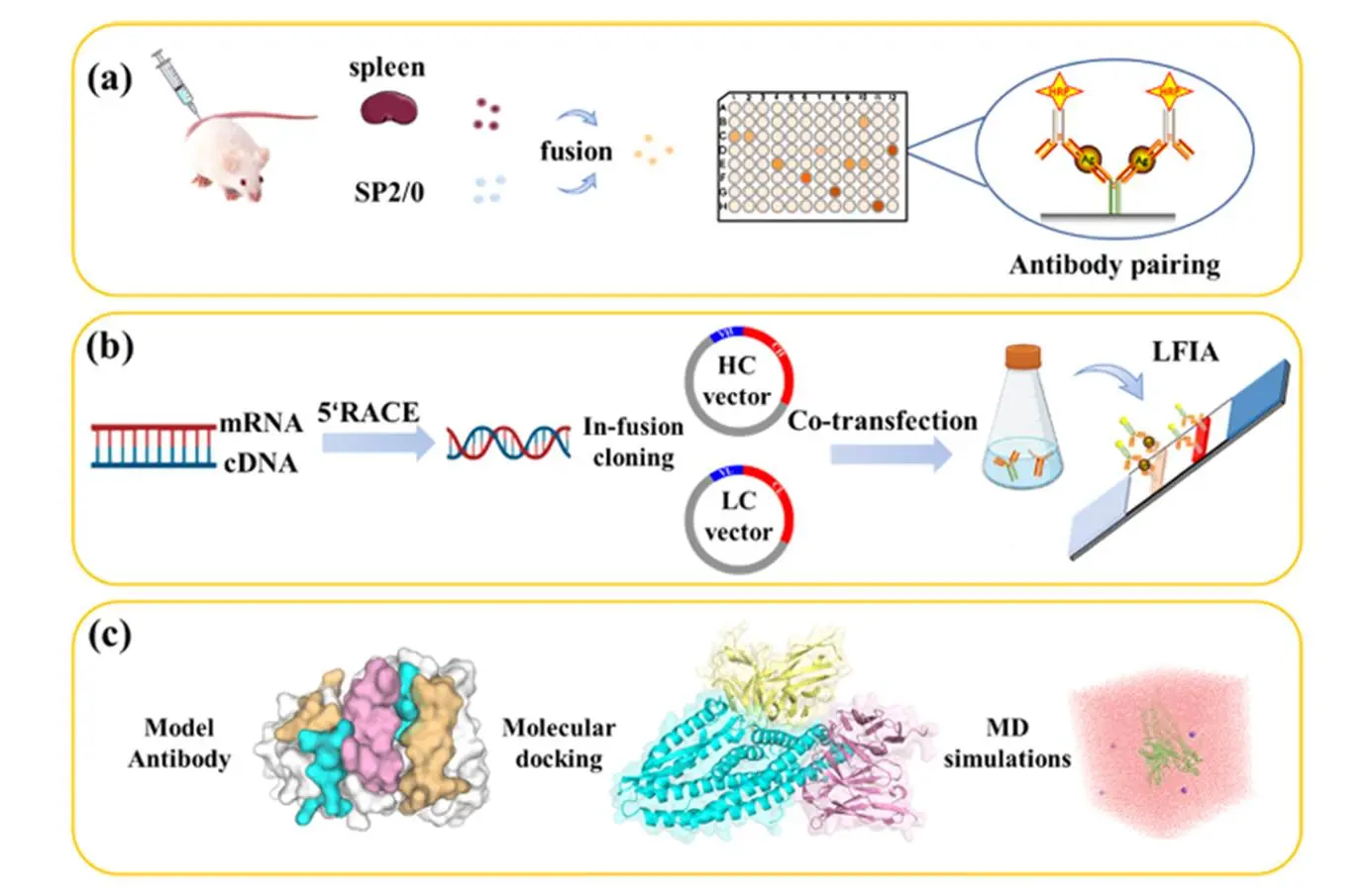 单克隆抗体的制备、筛选及抗原 - 抗体相互作用分析