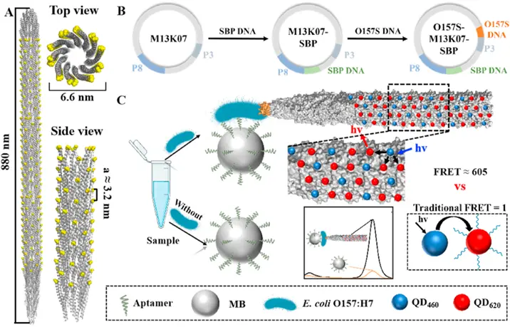 M13噬菌体的结构