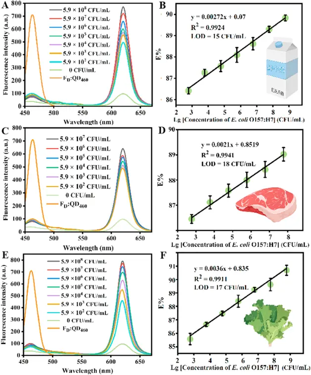 利用噬菌体诱导的FRET传感器对大肠杆菌O157:H7进行定量检测