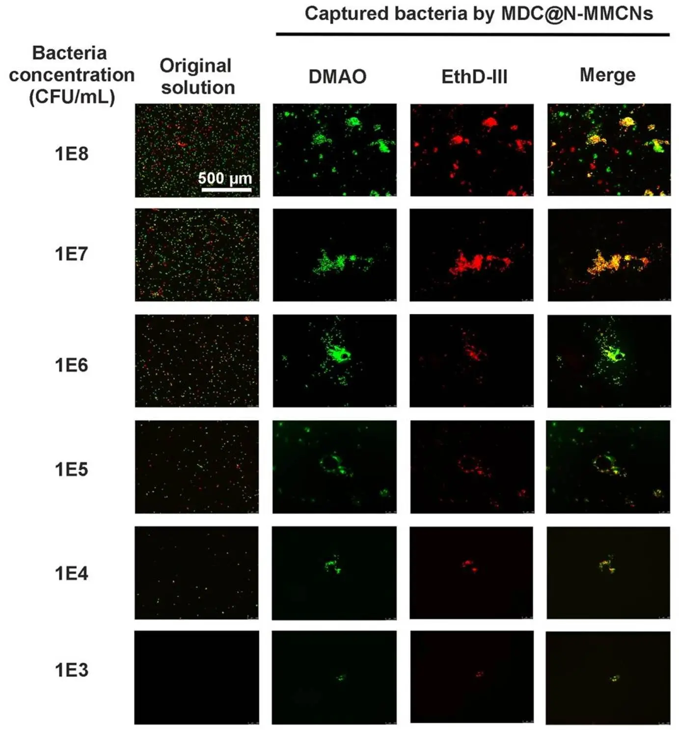 呈现经 MDC@N-MMCNs 处理后不同浓度鼠伤寒沙门氏菌的活力变化