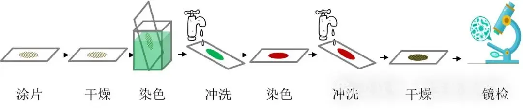 芽孢染色法流程