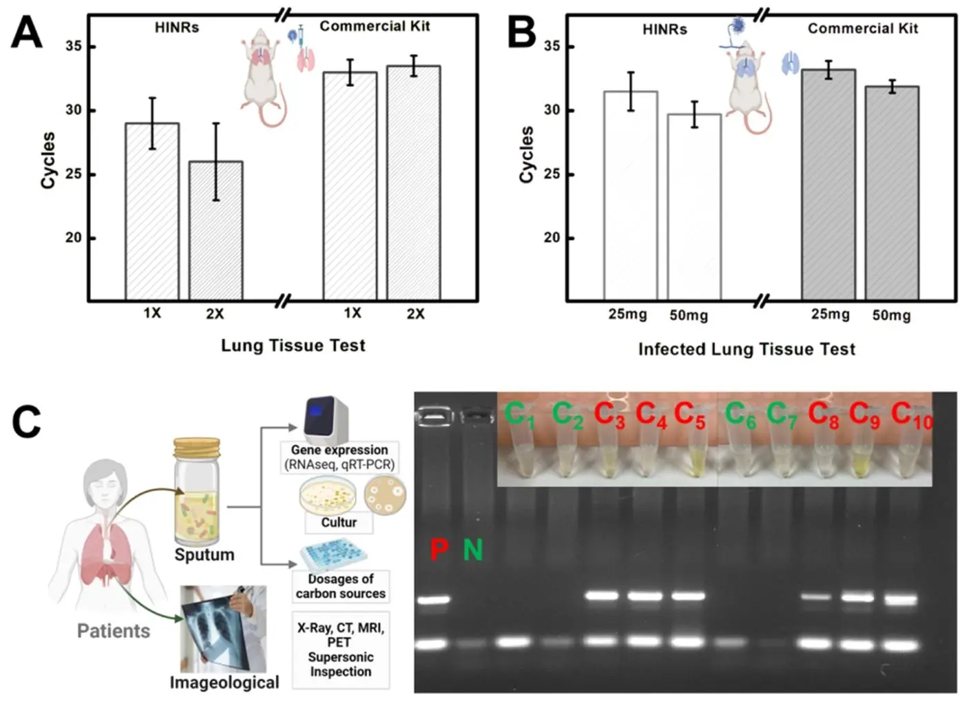 运用 HINRs 方法对人工感染的小鼠肺组织和患者痰液样本进行曲霉感染检测，展示其在临床样本检测中的有效性和高灵敏度