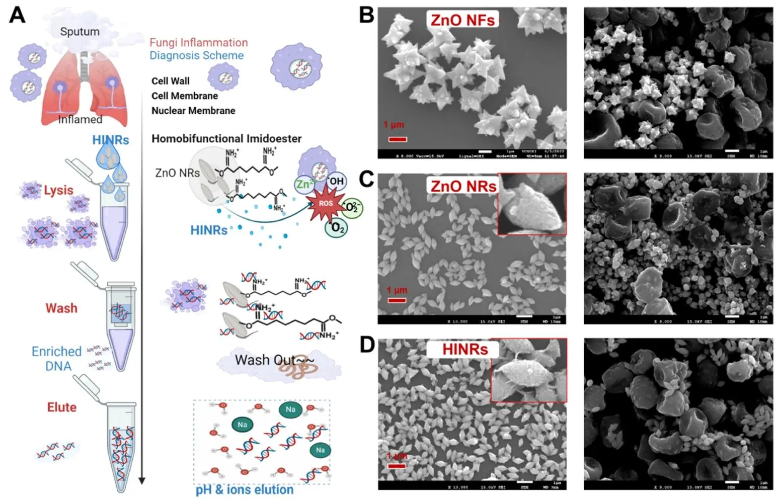 展示 HINRs 核酸提取方法的流程及原理